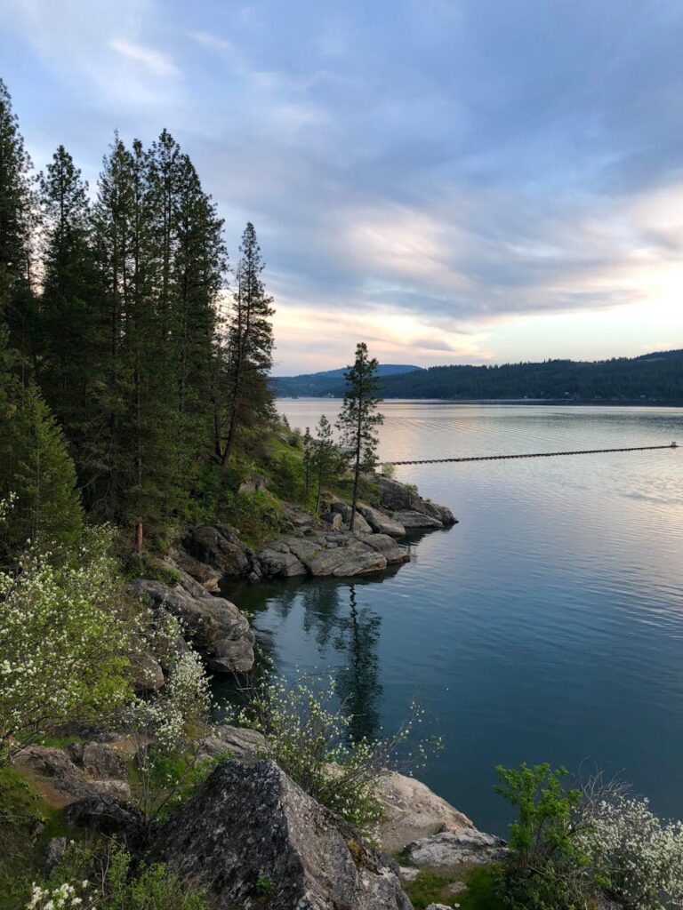 pine trees in rocky lake bank